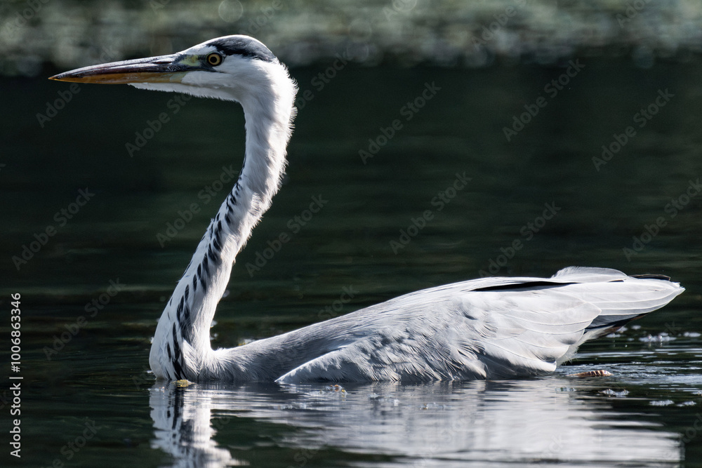 Naklejka premium Grey heron swimming in a lake