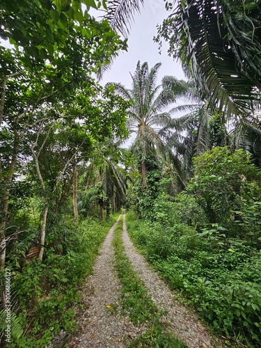 Palm oil plantation