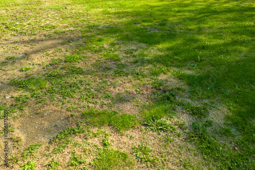 A patchy green lawn with sunlit grass and scattered dry patches, showcasing a mix of thriving plant life and bare soil