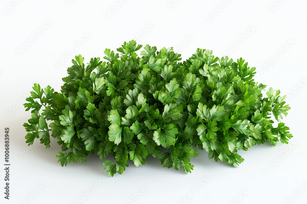 Fresh green coriander on a white isolated background. Fresh green coriander on a white isolated background.