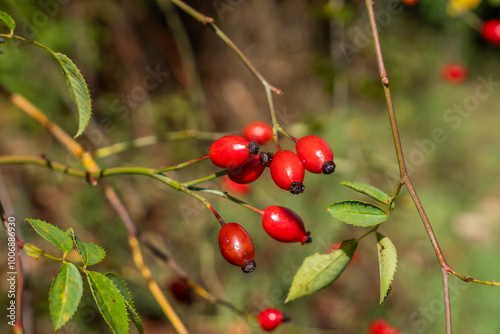 Cluster of red rosehip berries on a branch in sunlight with blurred greenery background