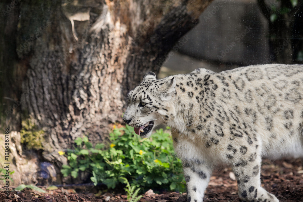 Snow leopard (Panthera Uncia) in captivity walks up and down inside an European zoo glass cage. Snow leopard (Panthera Uncia) in captivity walks up and down inside an European zoo glass cage.