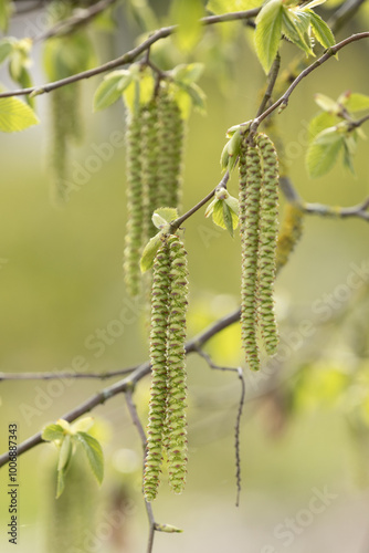 Chatons mâles du Ostrya carpinifolia au printemps photo