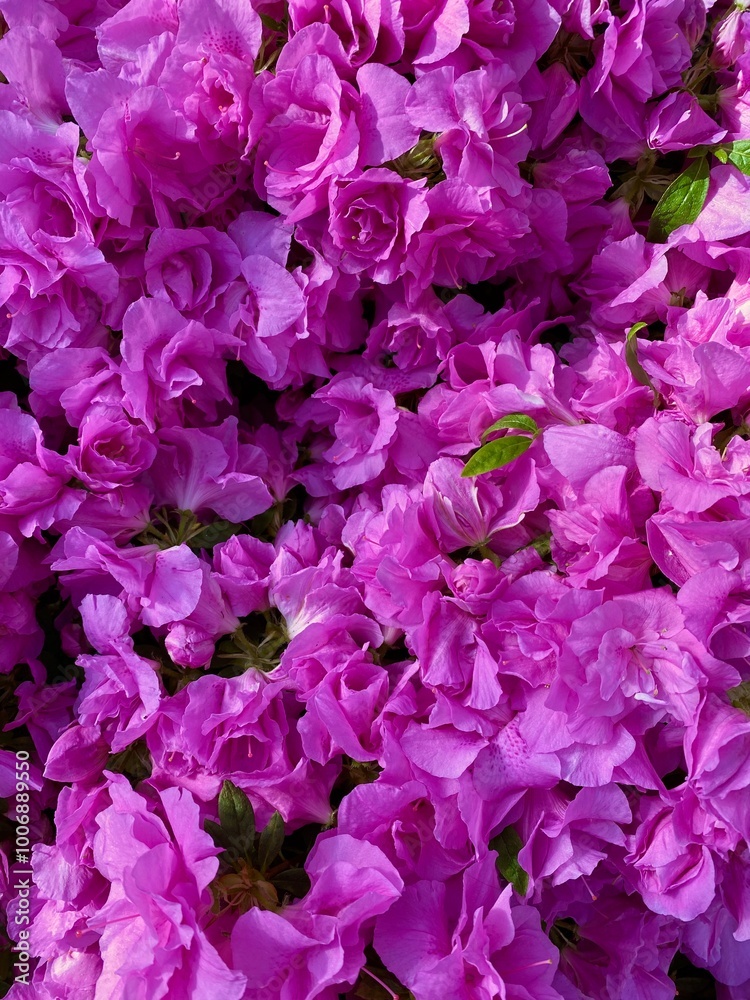 pink purple fuchsia flowers pink purple fuchsia flowers