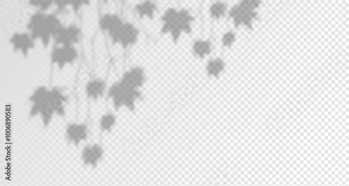 Glare from the sun's rays on the wall. Blurred shadows from leaves and plants in the room. Soft overlay of natural light. Abstract background for product presentation.