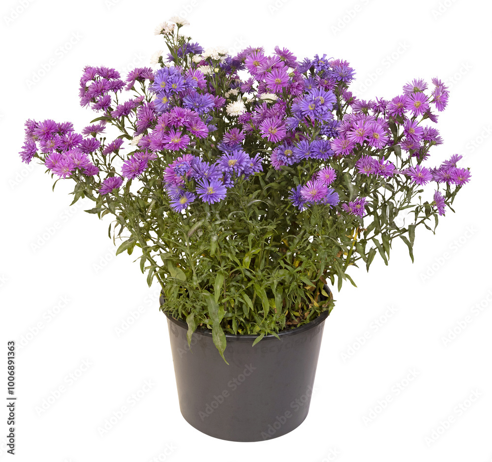 Aster mauve en pot Aster mauve en pot