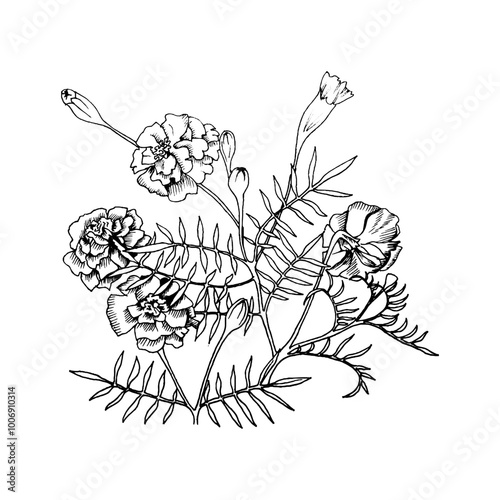 a black and white linear illustration of marigold