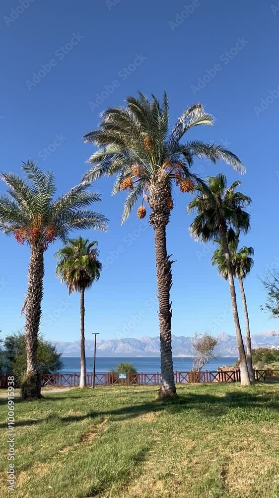 Tropical view with Palm trees at a coast Tropical view with Palm trees at a coast