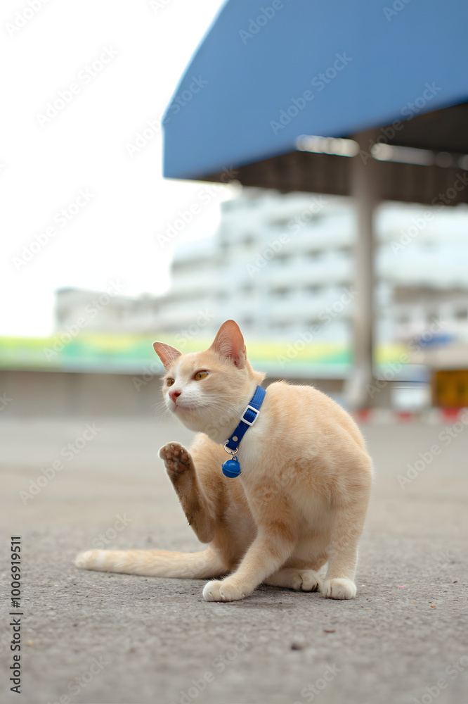 A Playful Cat Grooming Itself in an Urban Setting During the Day, Relaxing on a Concrete Surface Beneath a Blue Overhang. A Playful Cat Grooming Itself in an Urban Setting During the Day, Relaxing on a Concrete Surface Beneath a Blue Overhang.