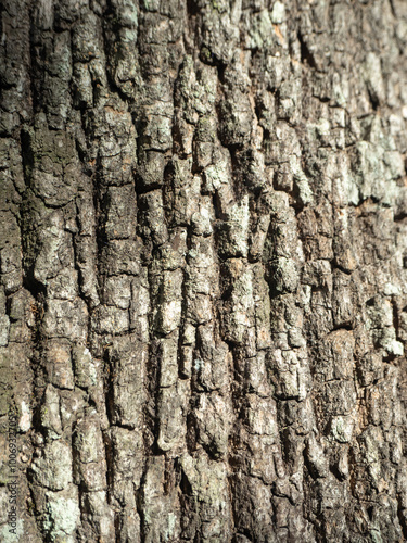 bark of a tree texture