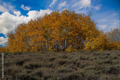 Aspen trees displaying fall color in the steens mountains in south central Oregon., near Frenchglen