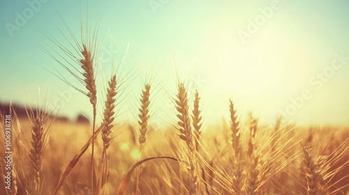 Close-up of wheat stalks in soft sunlight