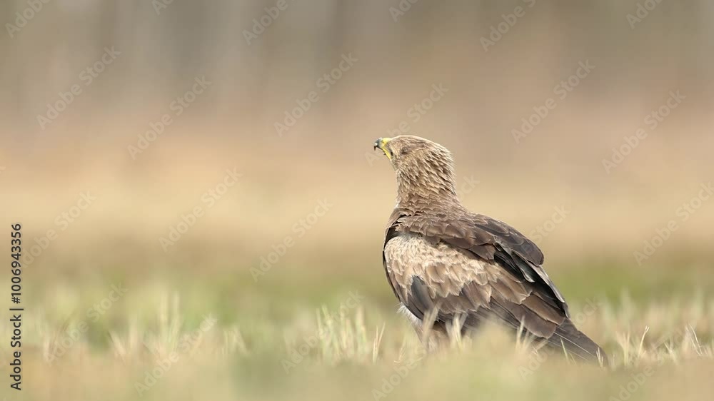 Birds of prey - Lesser Spotted Eagle Aquila pomarina bird on green meadow, hunting time, spring april Poland Europe Birds of prey - Lesser Spotted Eagle Aquila pomarina bird on green meadow, hunting time, spring april Poland Europe