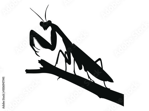 praying mantis isolated on white background