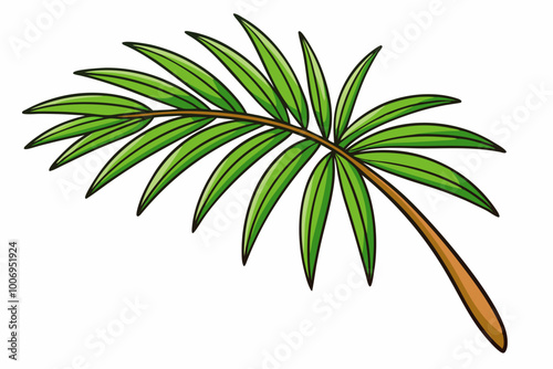 Green leaf of palm tree isolated on white background