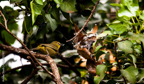 Cape White-eye Zasterops capensis stealing silk 8455 photo