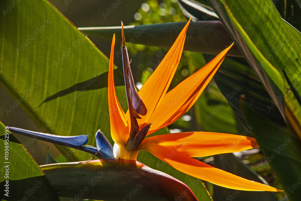 Fototapeta premium Strelitzia reginae 8680