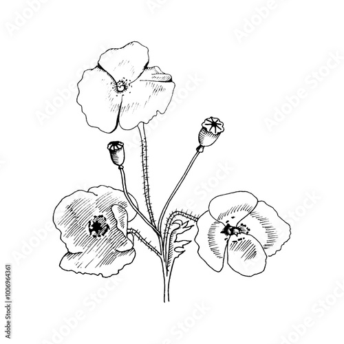 a black and white linear illustration of wild poppy