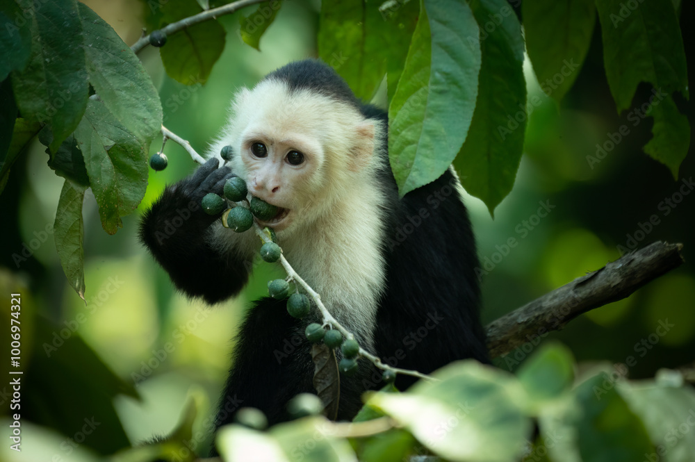 Obraz premium Portrait of a white-faced capuchin (Cebus capucinus), Costa Rica