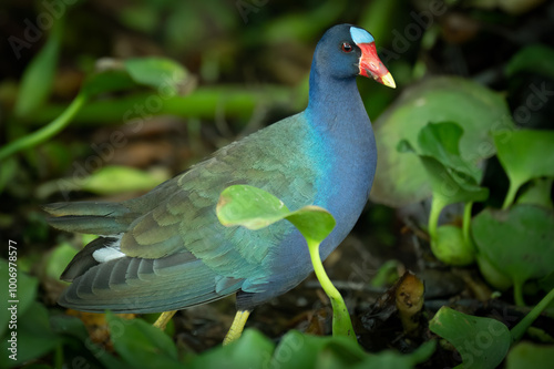 Portrait of a purple gallinule (Porphyrio martinicus), Costa Rica photo