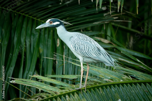 Yellow-crowned night heron (Nycticorax nycticorax), Costa Rica photo