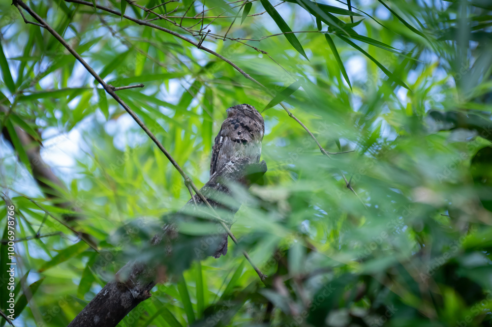 Common potoo (Nyctibius griseus) perched in tree, Costa Rica Common potoo (Nyctibius griseus) perched in tree, Costa Rica