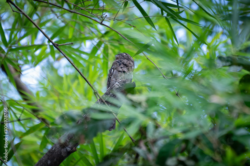 Common potoo (Nyctibius griseus) perched in tree, Costa Rica photo