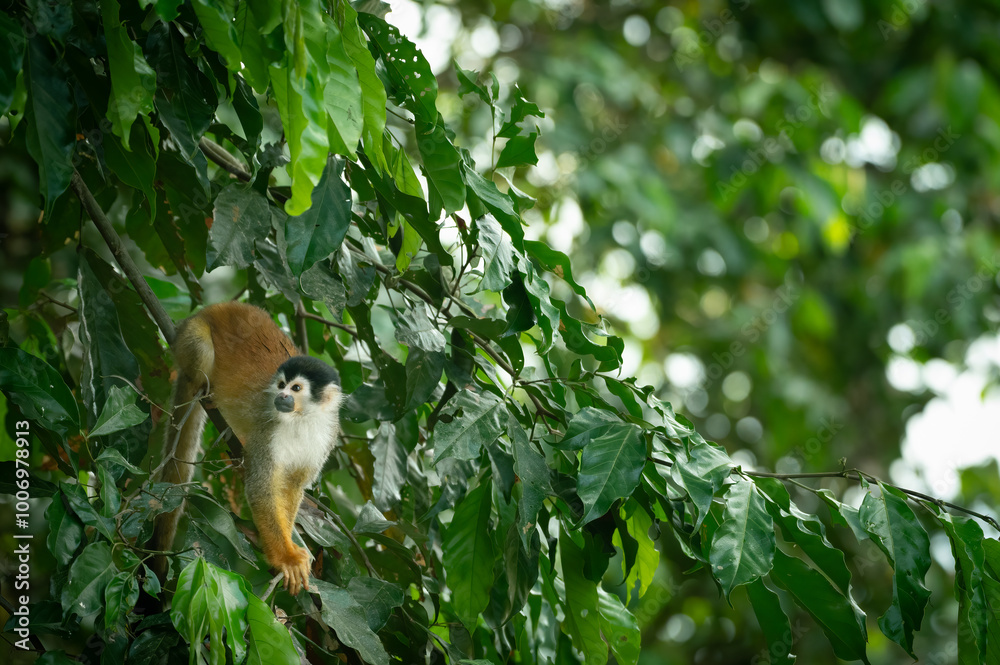 Black-crowned Central American squirrel monkey (Saimiri oerstedii) Osa Peninsula, Costa Rica. Black-crowned Central American squirrel monkey (Saimiri oerstedii) Osa Peninsula, Costa Rica.