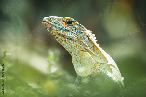 Close-up of a spiny-tailed iguana (Ctenosaura similis), Costa Rica
 photo