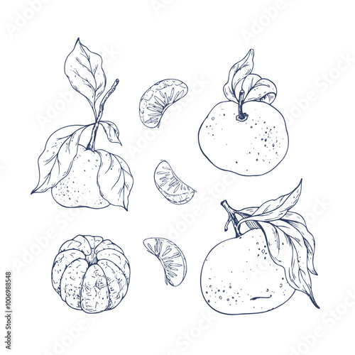 Orange tangerines with green branch and leaves, citrus tropical fruit, whole, peeled and slices. Graphic illustration hand drawn in black ink. Set of isolated objects EPS vector.