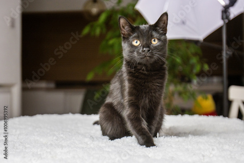 A close-up photo of a black cat with striking yellow eyes wearing a collar. The sleek fur and attentive gaze create a mysterious and elegant atmosphere. Perfect for pet, feline, and animal-related the