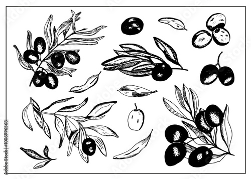 Hand drawn Olive branch on white background. Olives ink Drawing. Black and white Olive Branches with berries and leaves