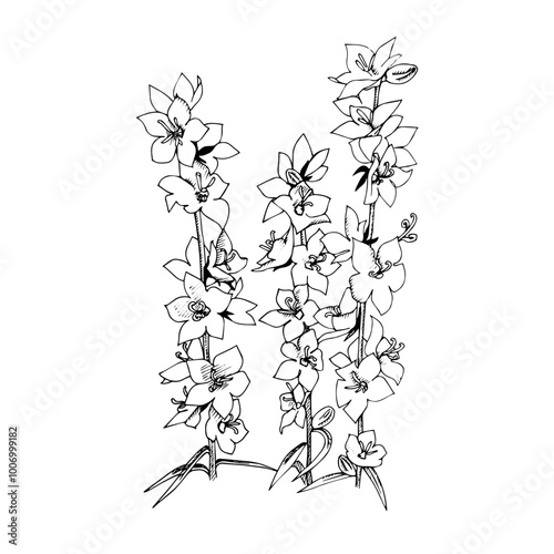 a black and white linear illustration of campanula