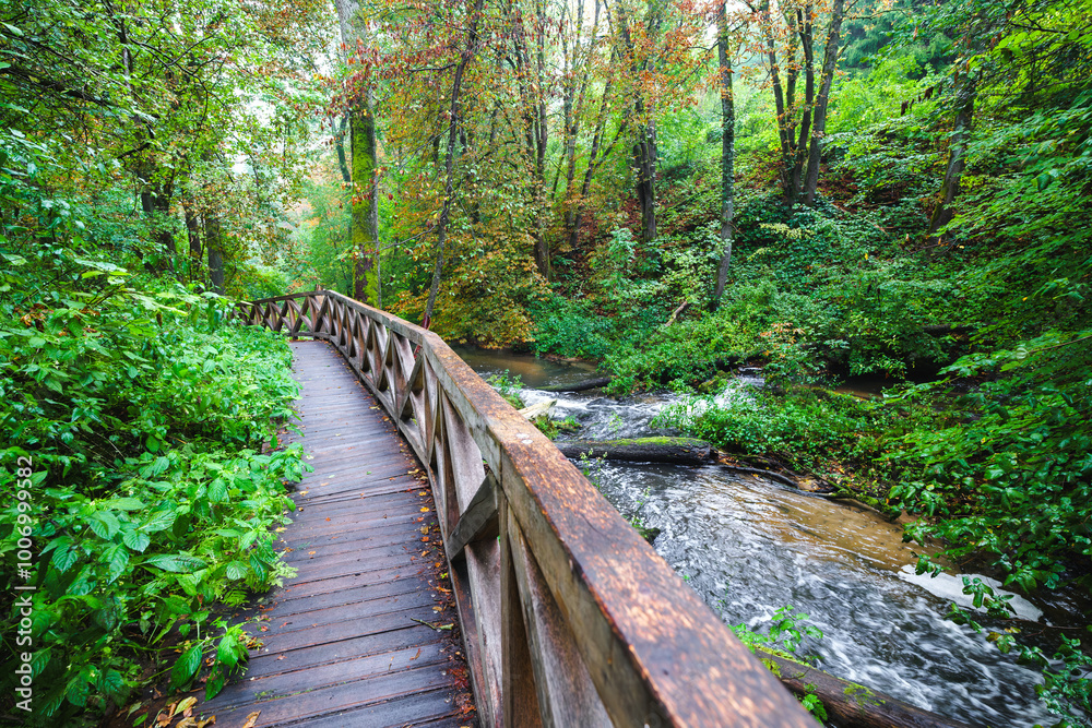 A magical forest moments after the rain. Juicy colors of trees. A footbridge along the river. A dense, wild, beautiful forest. Czartowe Pole Nature Reserve, Roztocze, Poland