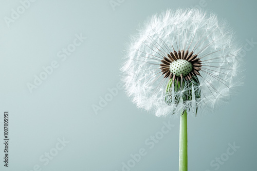 Dandelion On White Background
