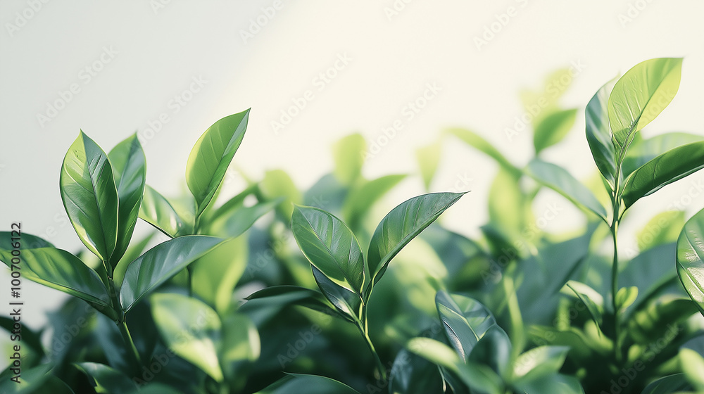 Green branches of a tea bush on a light background. Green branches of a tea bush on a light background.