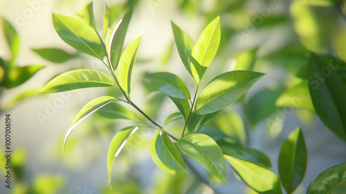 Green branches of a tea bush on a light background.