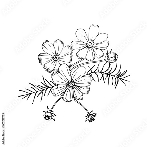 a black and white linear illustration of cosmos bipinnate