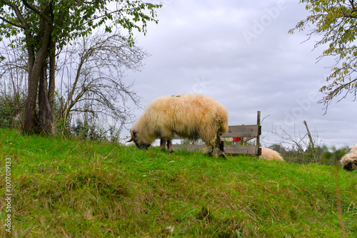 Herd of black and white horned sheep of breed Walliser Schwarznasenschaf grazing on meadow at Swiss City of Zürich on a cloudy autumn day. Photo taken October 2nd, 2024, Zurich, Switzerland. photo