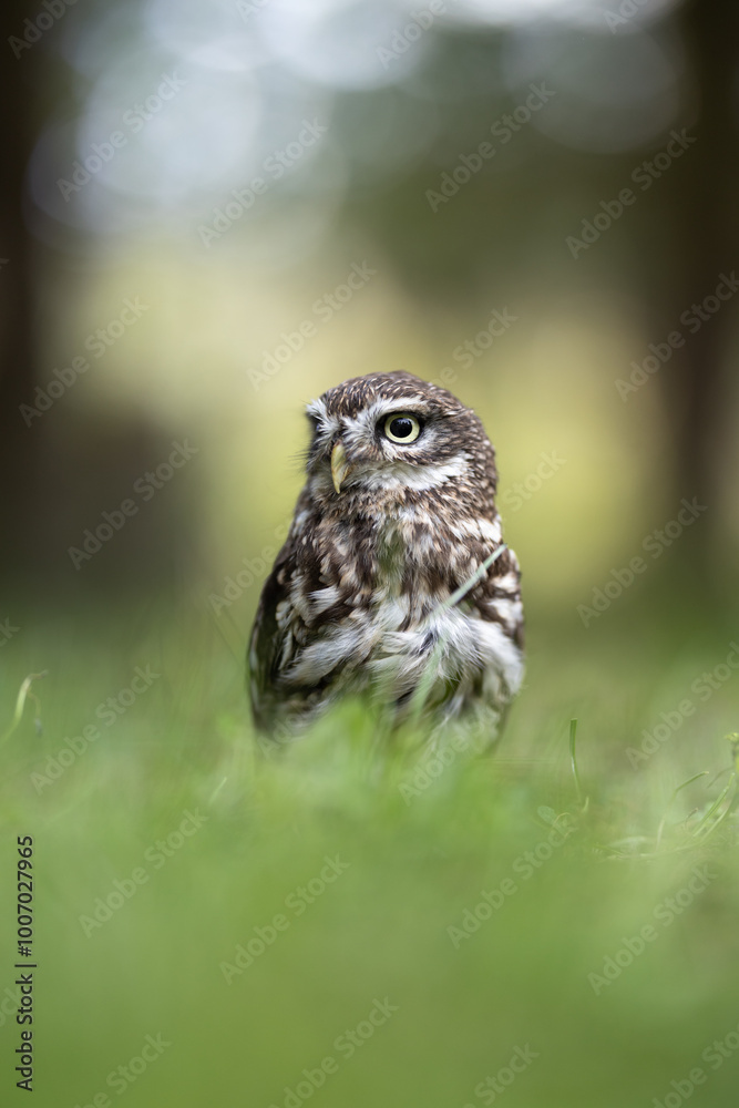 Little owl (Athene noctua) lounging in the grass Little owl (Athene noctua) lounging in the grass