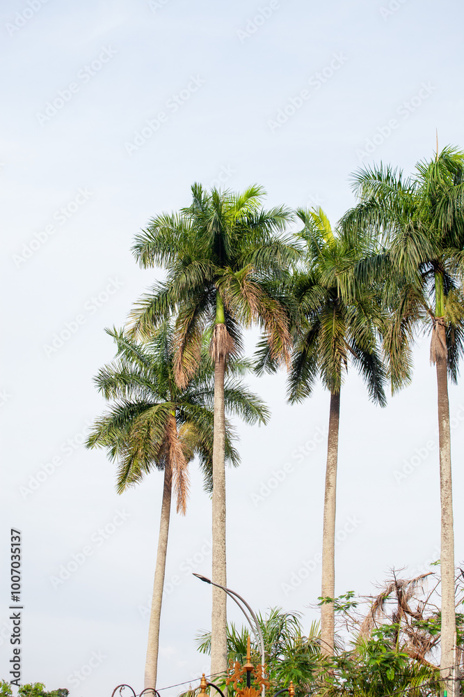 Fototapeta premium Palm tree on blue sky background. Copy space for text.