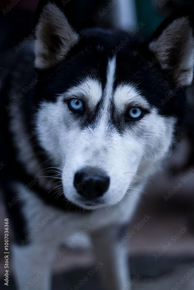 Obraz premium Siberian dog