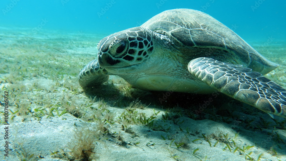 Obraz premium Green turtles are the largest of all sea turtles. A typical adult is 3 to 4 feet long and weighs between 300 and 350 pounds.