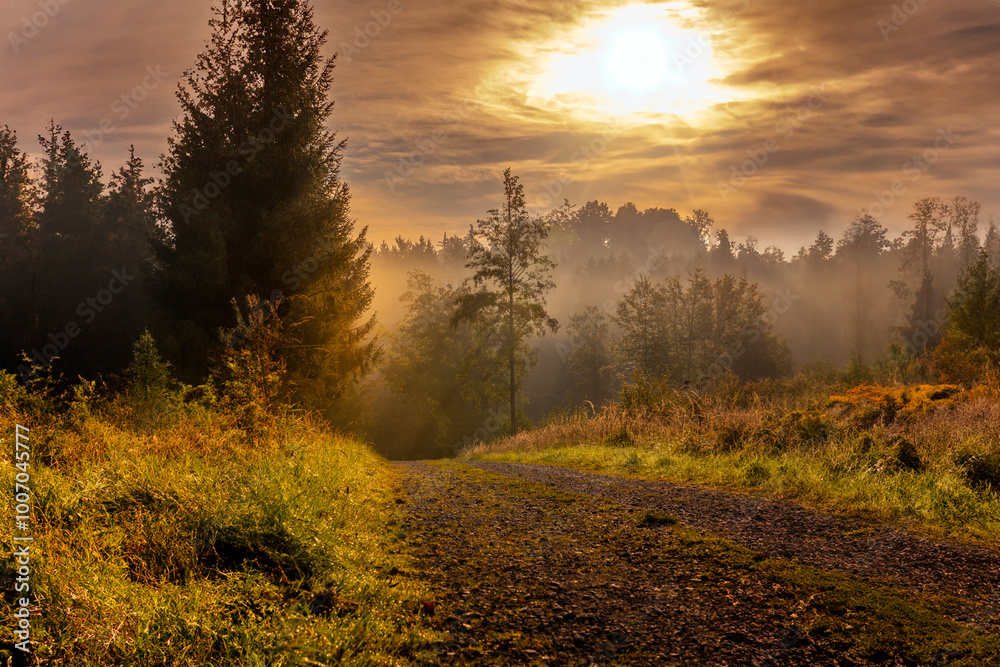 Sunrise in the fall. The trees cast long shadows. Great sun star flashes through the trees Sunrise in the fall. The trees cast long shadows. Great sun star flashes through the trees