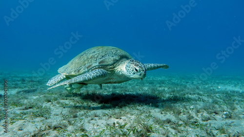 Green turtles are the largest of all sea turtles. A typical adult is 3 to 4 feet long and weighs between 300 and 350 pounds.