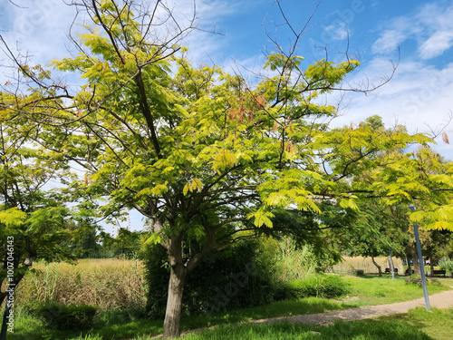 Persian silk tree, pink silk tree, or mimosa tree (Albizia julibrissin) in a city park in Mediterranean region in autumn photo