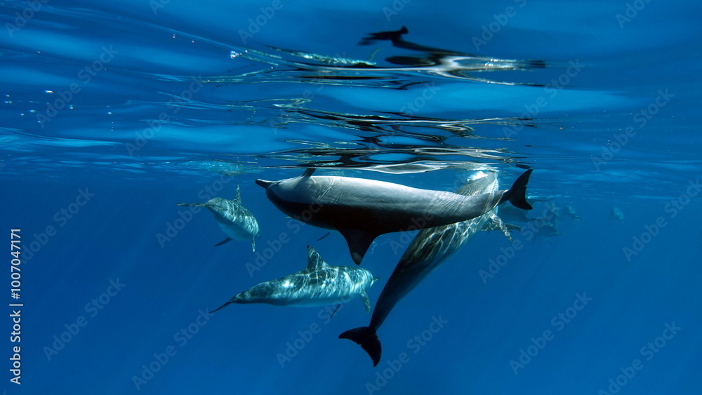 Obraz premium Dolphins. Spinner dolphin. Stenella longirostris is a small dolphin that lives in tropical coastal waters around the world. 