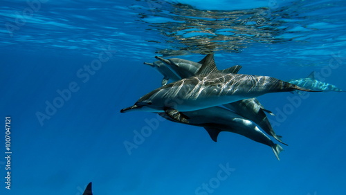 Dolphins. Spinner dolphin. Stenella longirostris is a small dolphin that lives in tropical coastal waters around the world.  photo