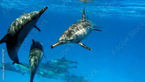 Dolphins. Spinner dolphin. Stenella longirostris is a small dolphin that lives in tropical coastal waters around the world.  photo