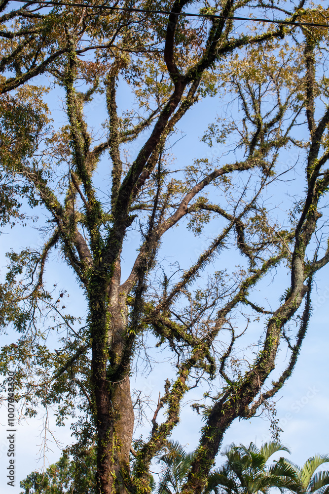 Obraz premium Trees in the rainforest